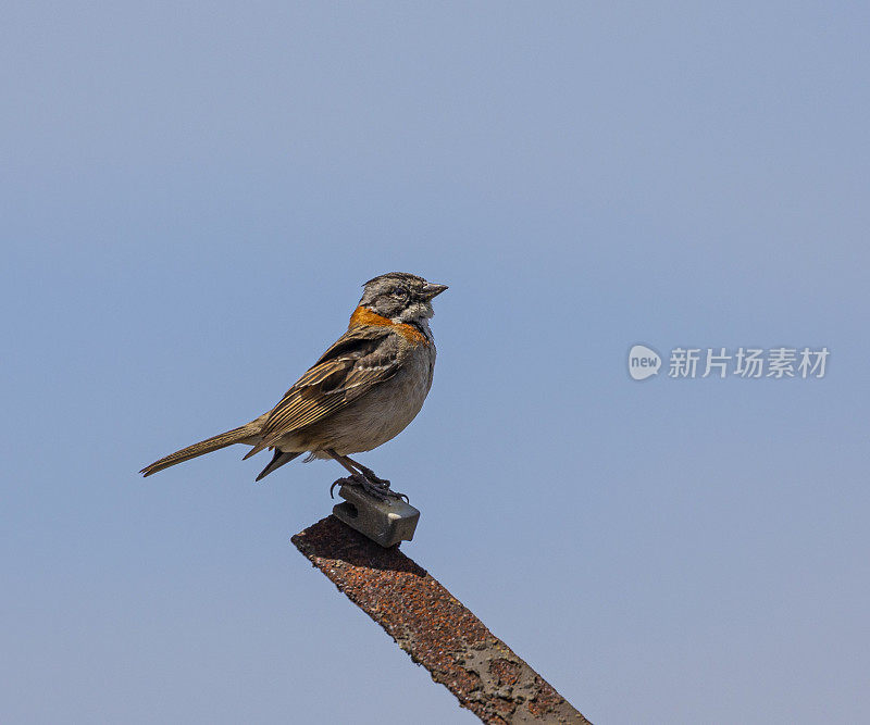 Rufous-collared Sparrow (Chincol)， Zonotrichia capensis, Chile